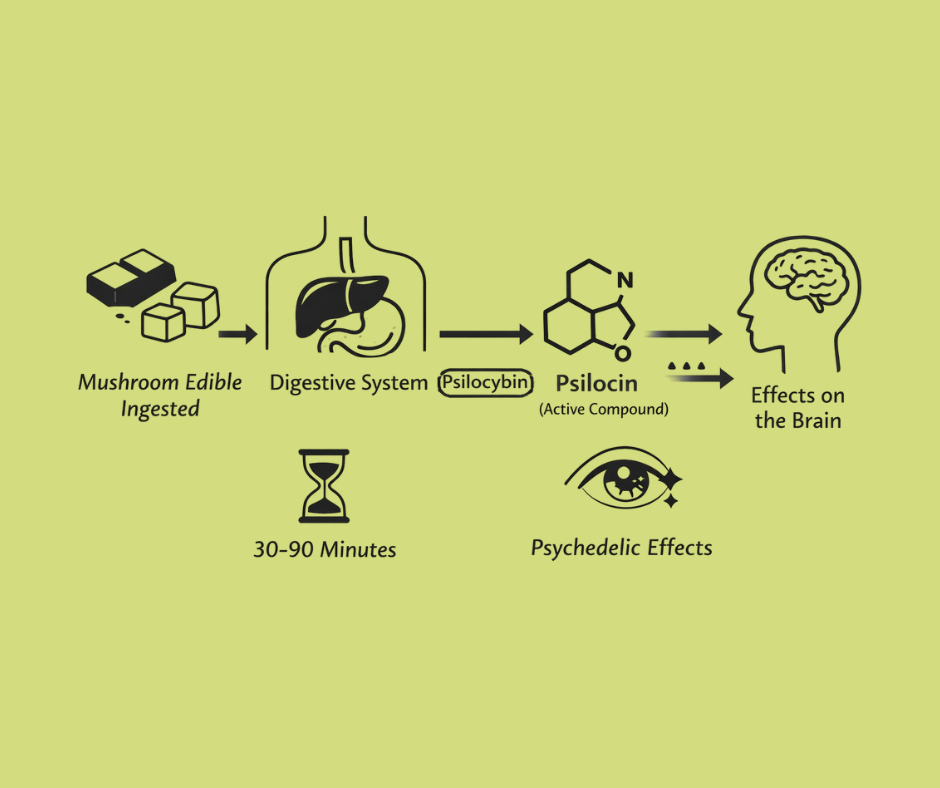 How Long Do Mushroom Edibles Take to Kick In? Timing, Onset & What to Expect