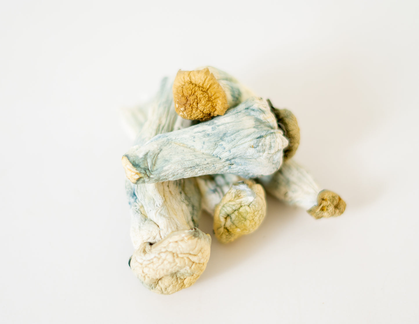 EDEN Albino Penis Envy/APE Magic Mushrooms