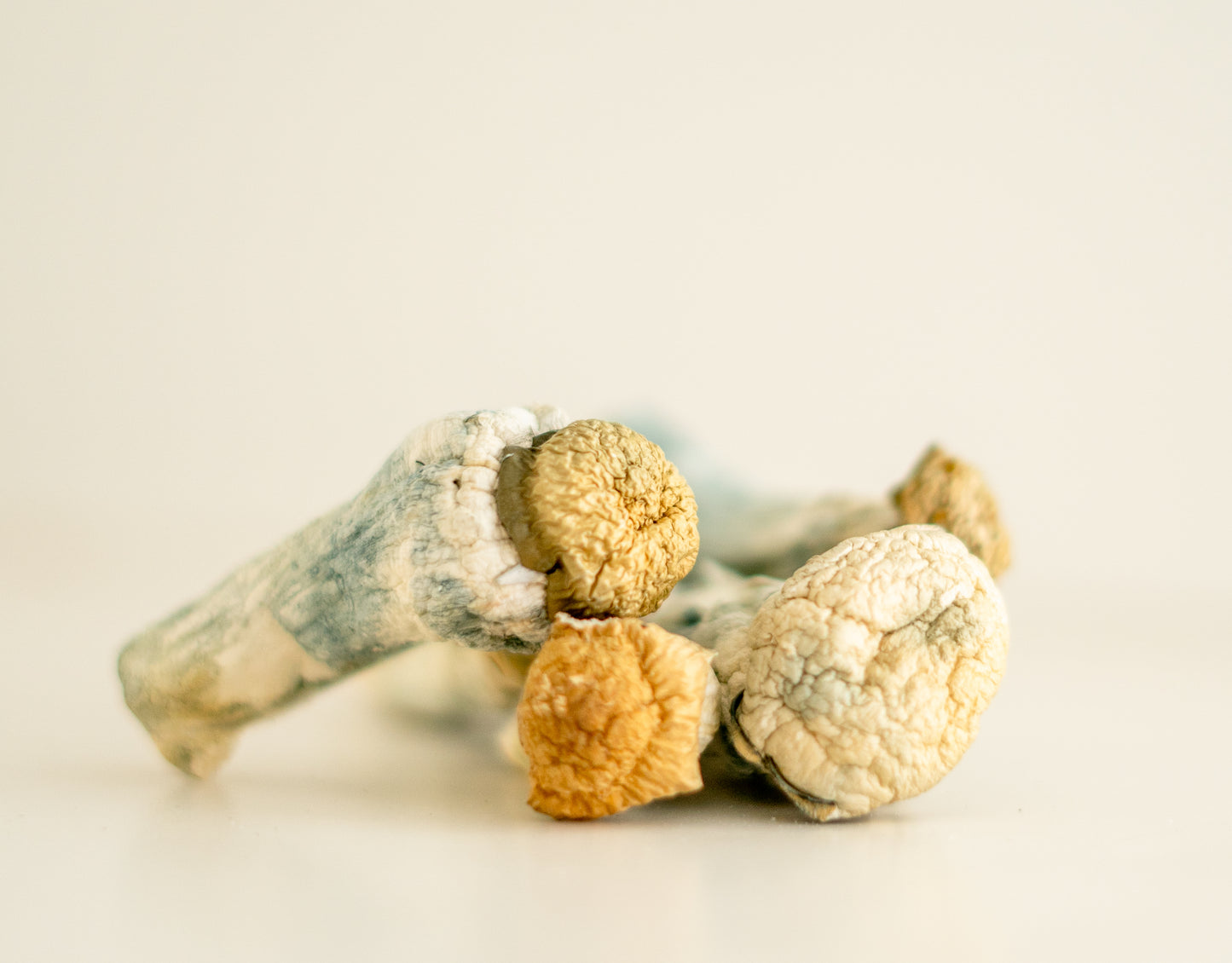 EDEN Albino Penis Envy/APE Magic Mushrooms