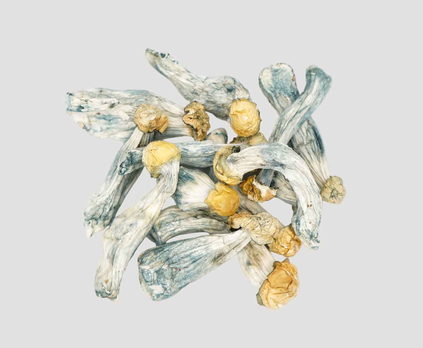 EDEN Baby Albino Penis Envy Magic Mushrooms