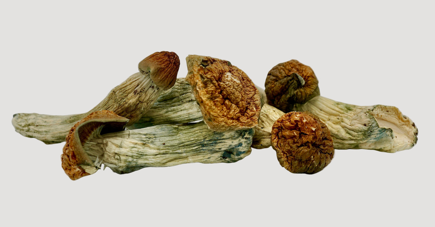 EDEN Golden Moon Magic Mushrooms