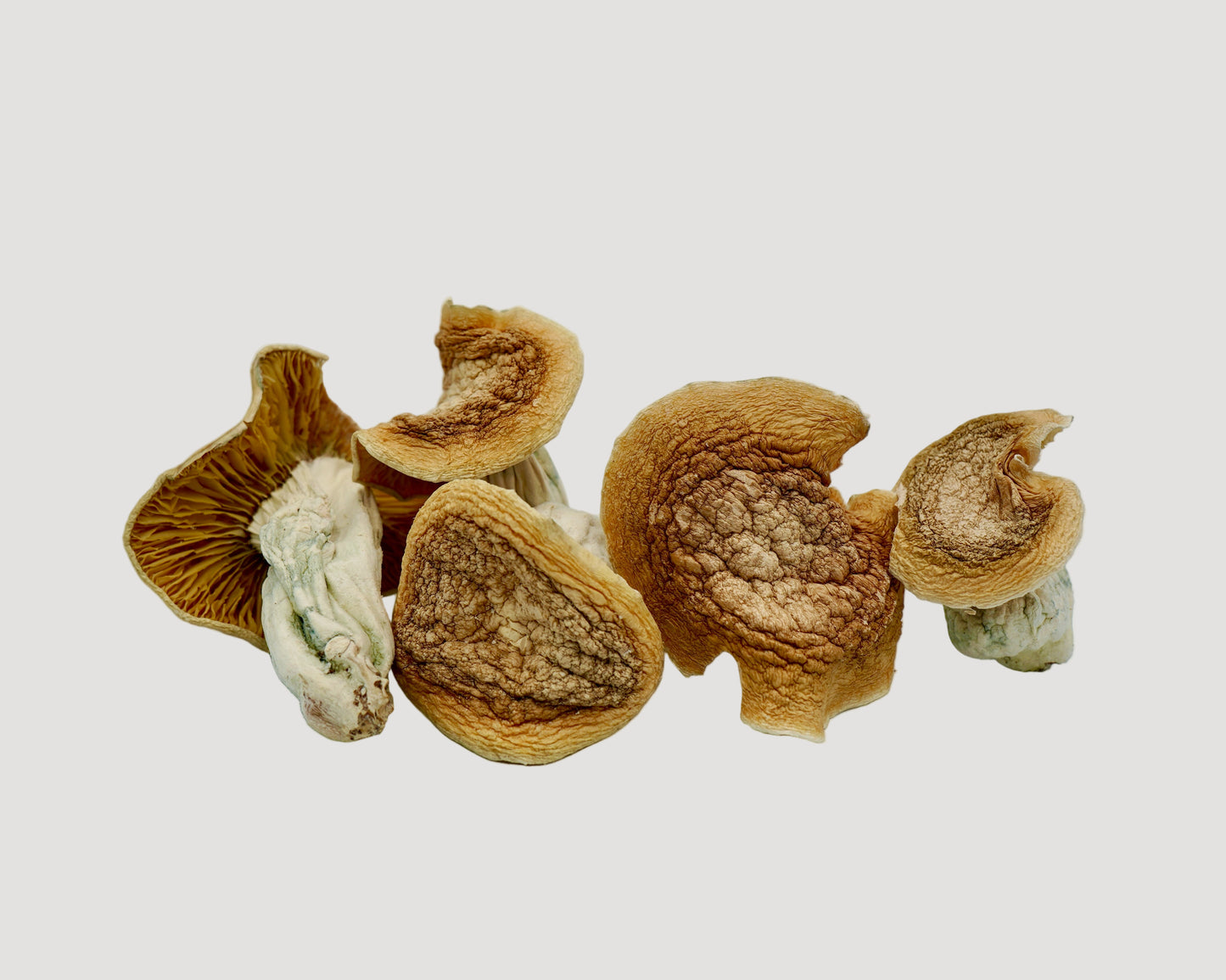 EDEN Phobos Magic Mushrooms