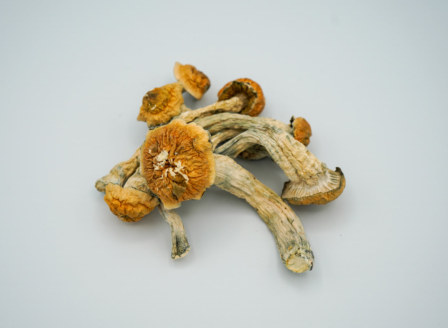EDEN Tidal Wave Magic Mushrooms