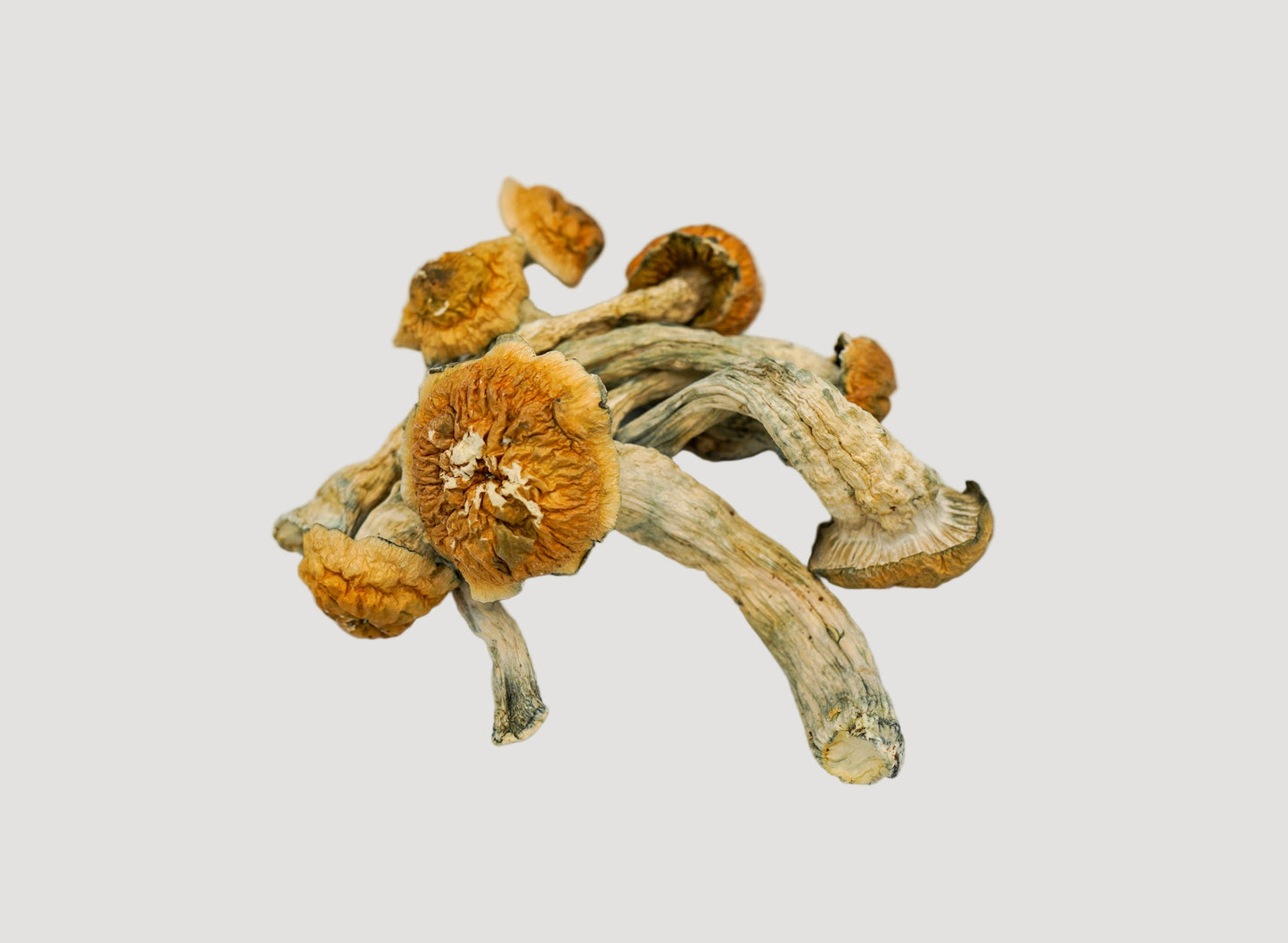 EDEN Tidal Wave Magic Mushrooms