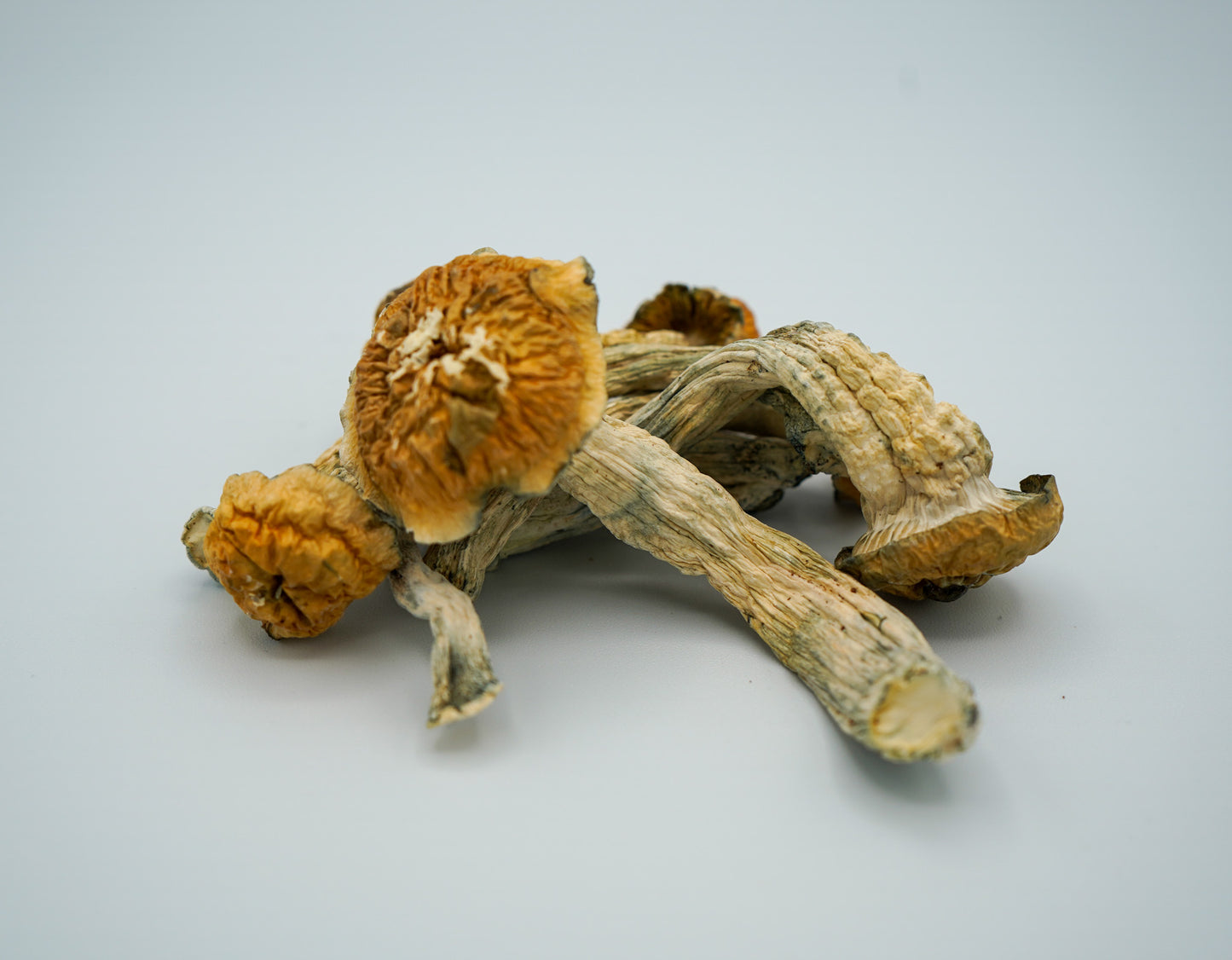EDEN Tidal Wave Magic Mushrooms