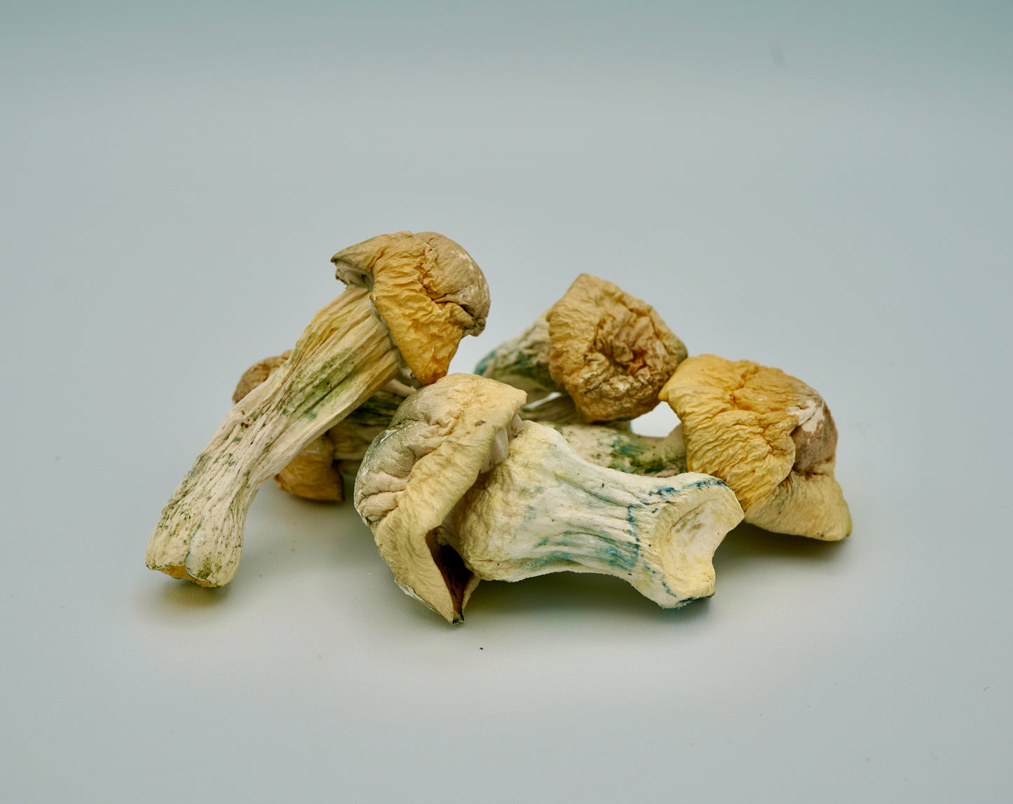 EDEN True Albino Teacher Magic Mushrooms