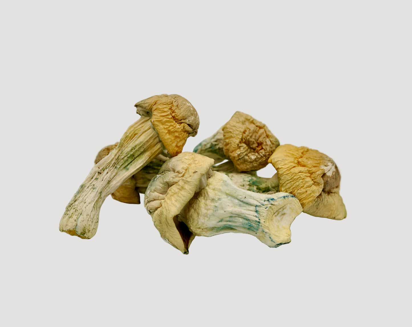 EDEN True Albino Teacher Magic Mushrooms