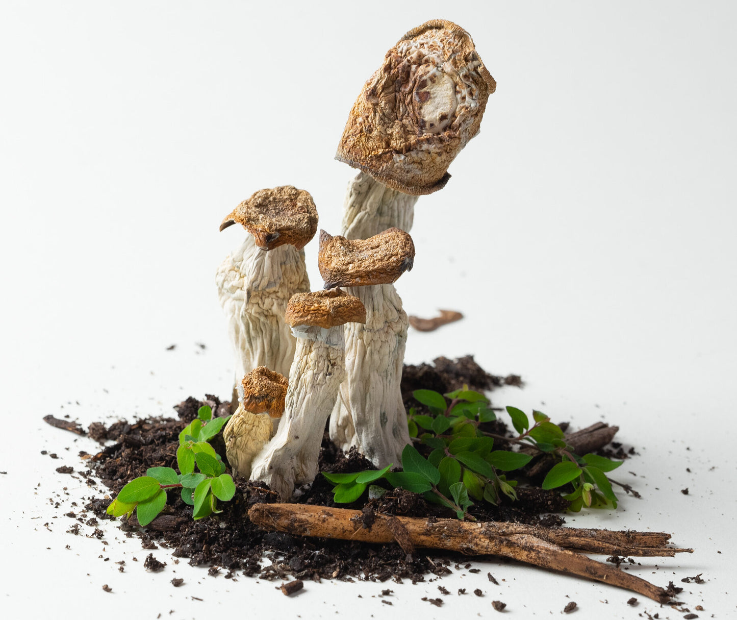 EDEN Penis Envy Magic Mushrooms