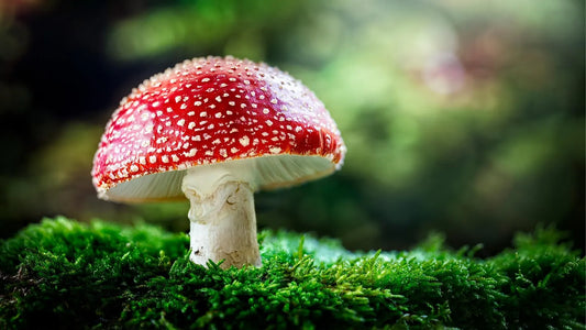 Companies are Selling Fake Magic Mushrooms- Muscimol