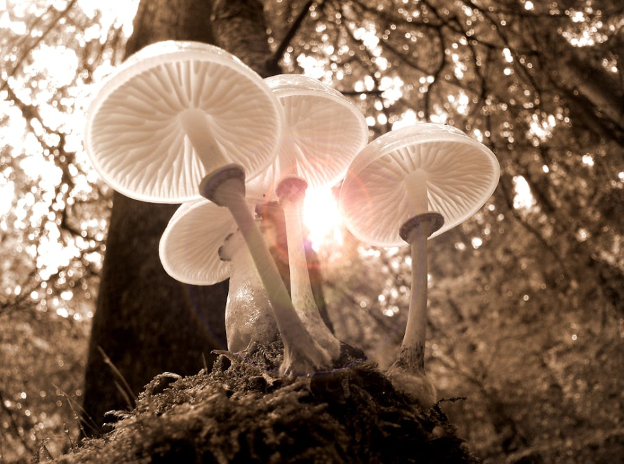 Microdosing Mushrooms Explained: Dosing, Protocols & Research