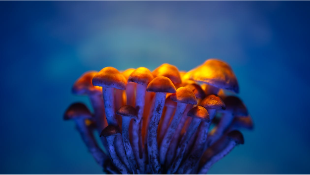 Psilocybin Therapy Explained: Guided Mushroom Sessions & Mental Wellness