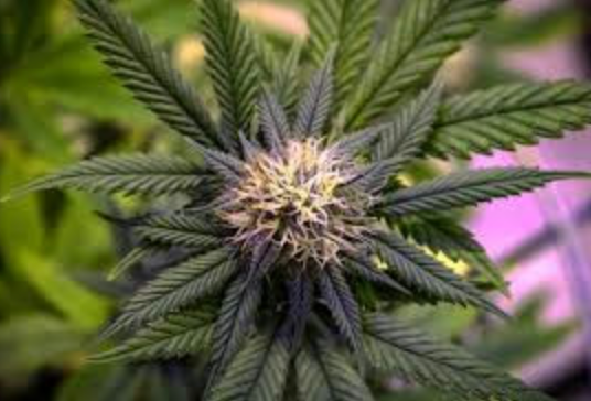 Top Strains for Anxiety Relief