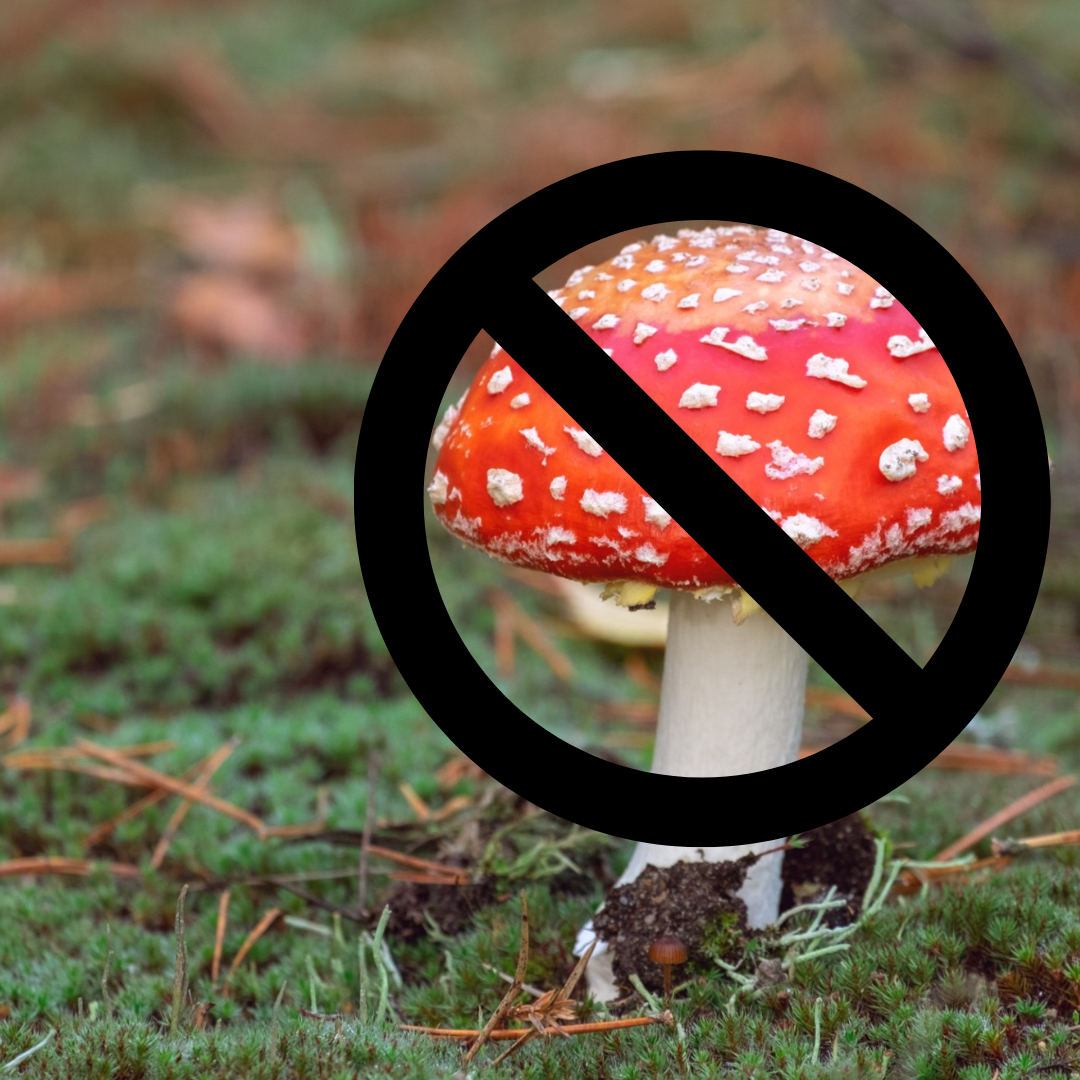 Don't Be Fooled: Red Magic Mushrooms