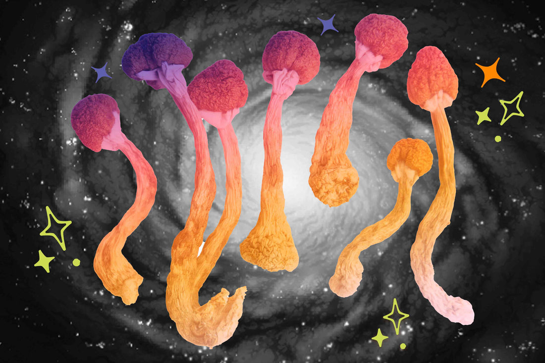 What Are Shrooms ? (Magic Mushrooms) Effects, Myths and more