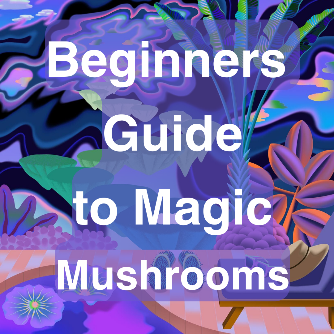 An Introduction to Macrodosing Magic Mushrooms for Beginners