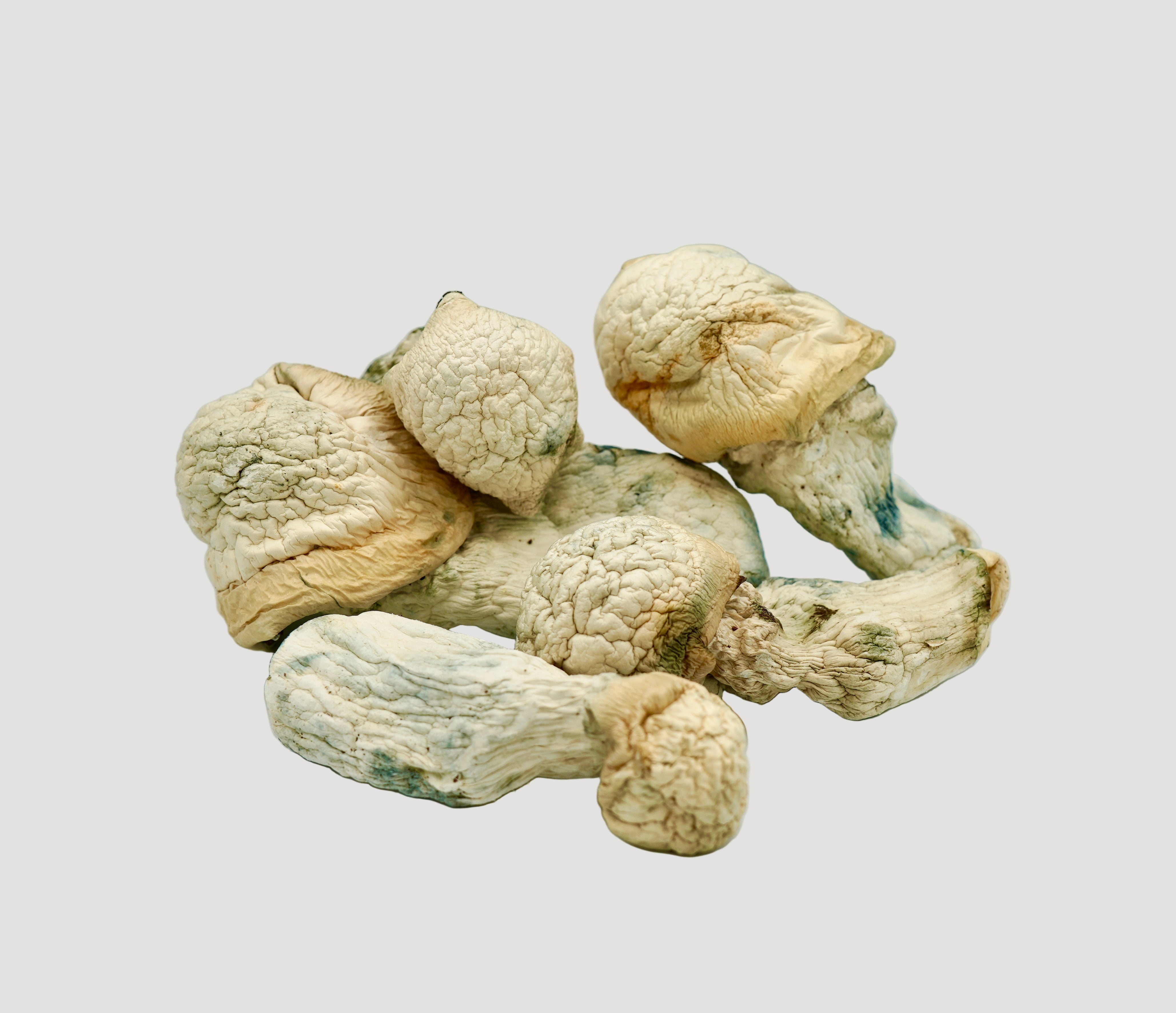 Albino Melmac Magic Mushrooms