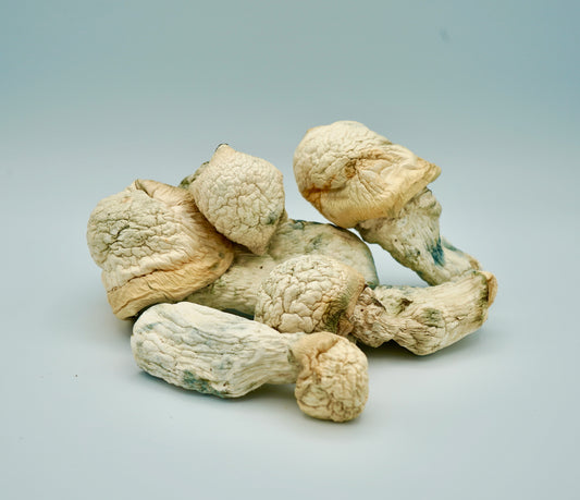 EDEN Albino Melmac Magic Mushrooms