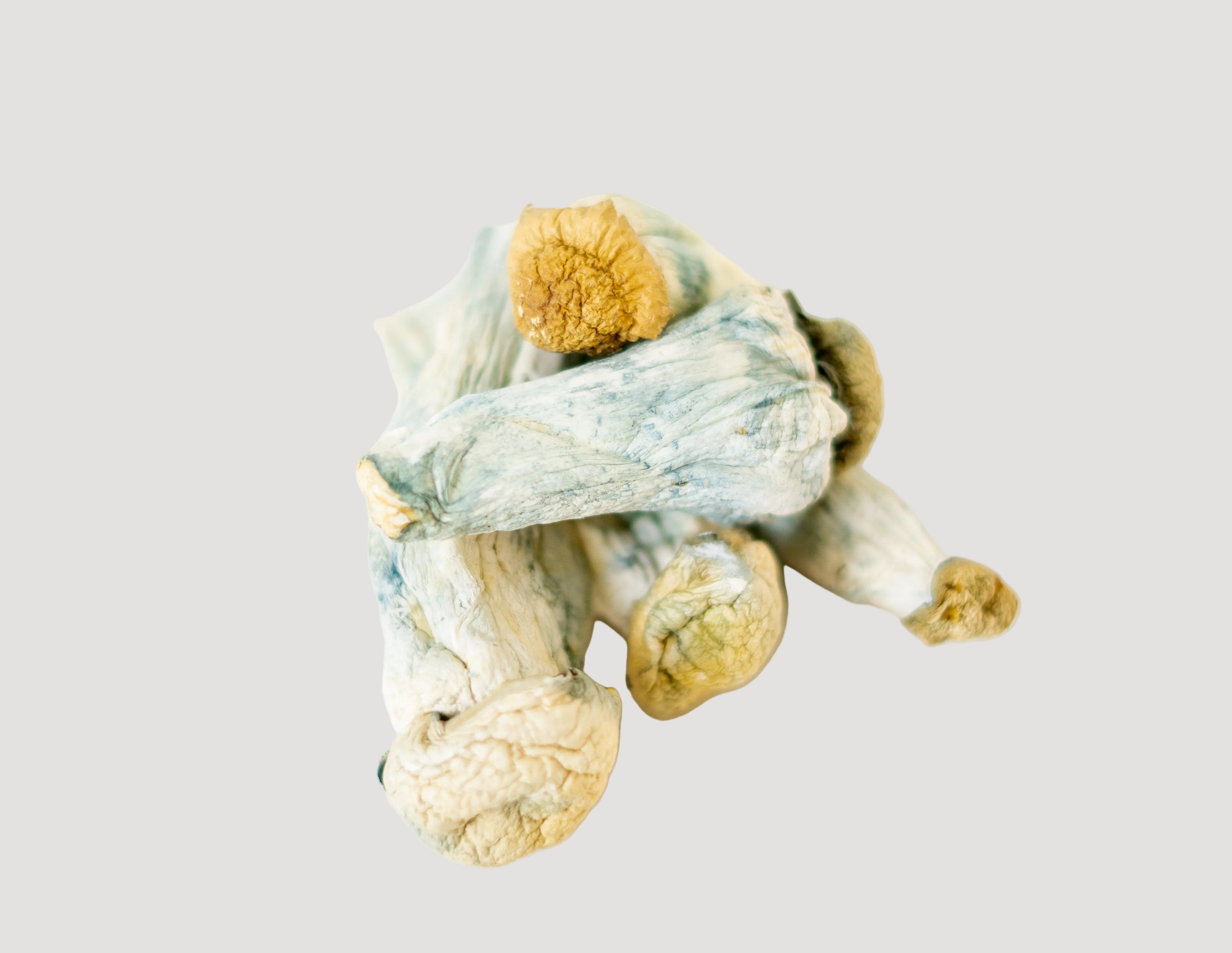 Albino Penis Envy (APE) Magic Mushrooms