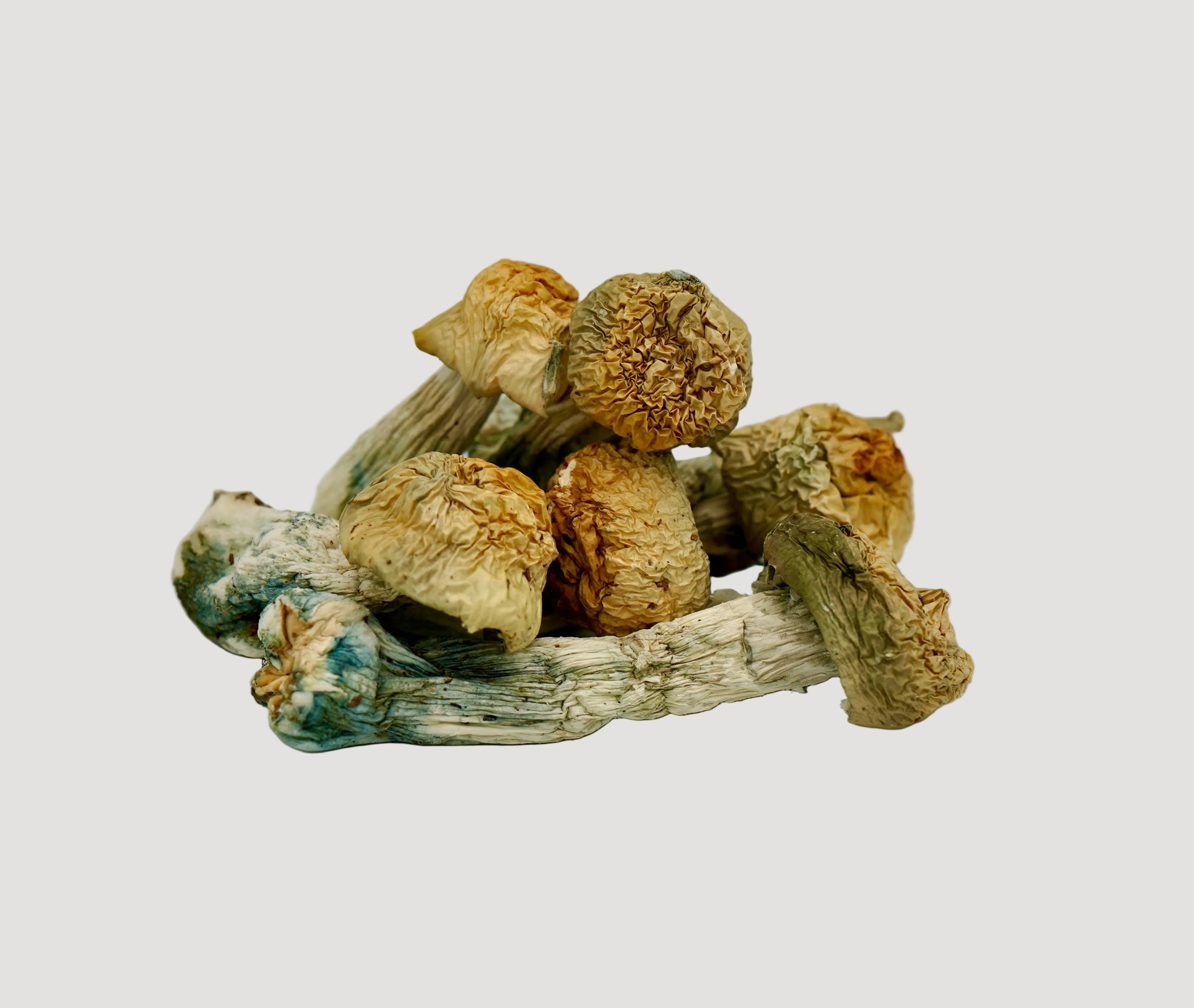 Baby Pink Elephant Magic Mushrooms