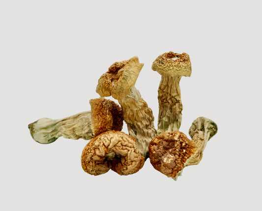 EDEN Country Cock Magic Mushrooms