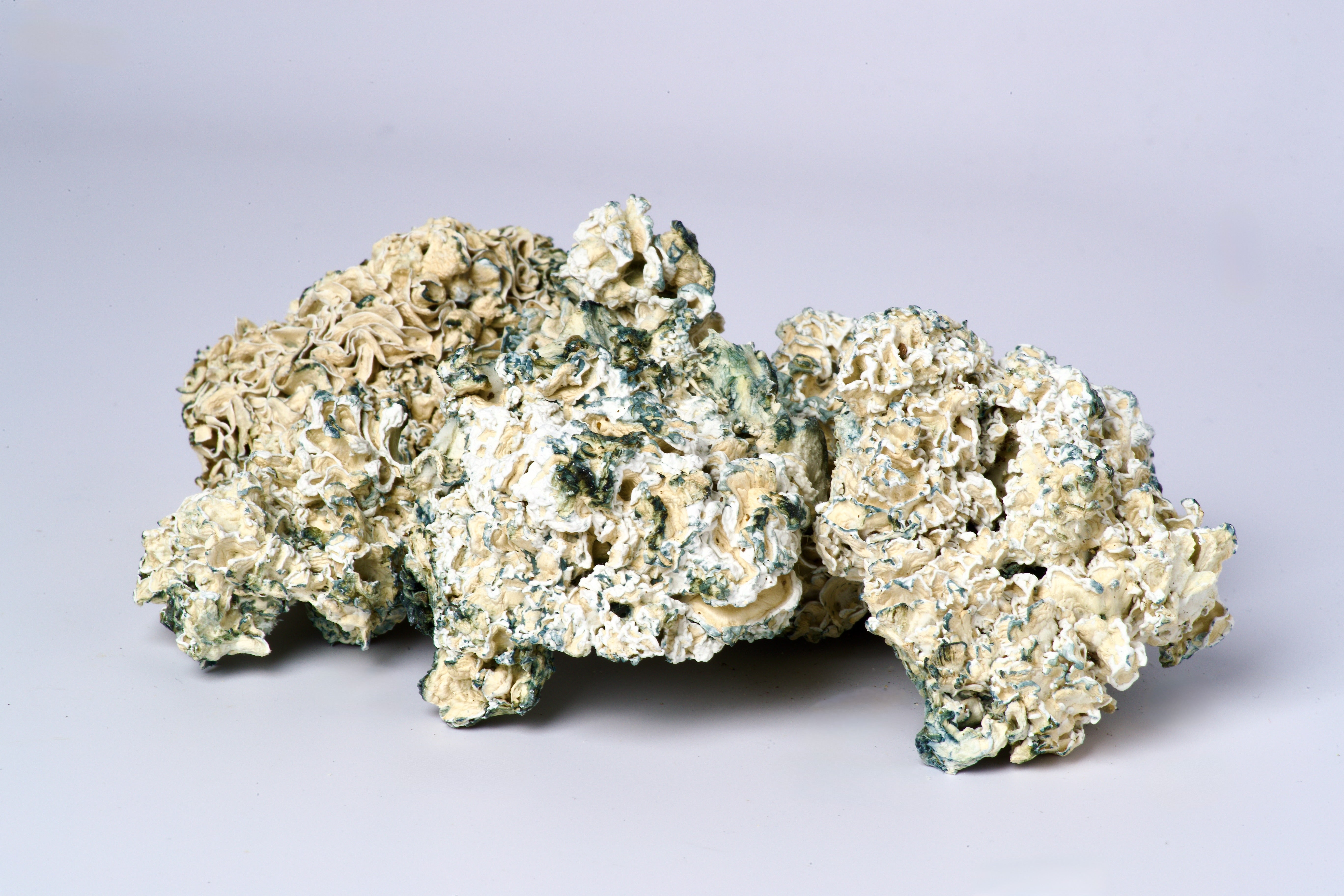 Enigma Magic Mushrooms