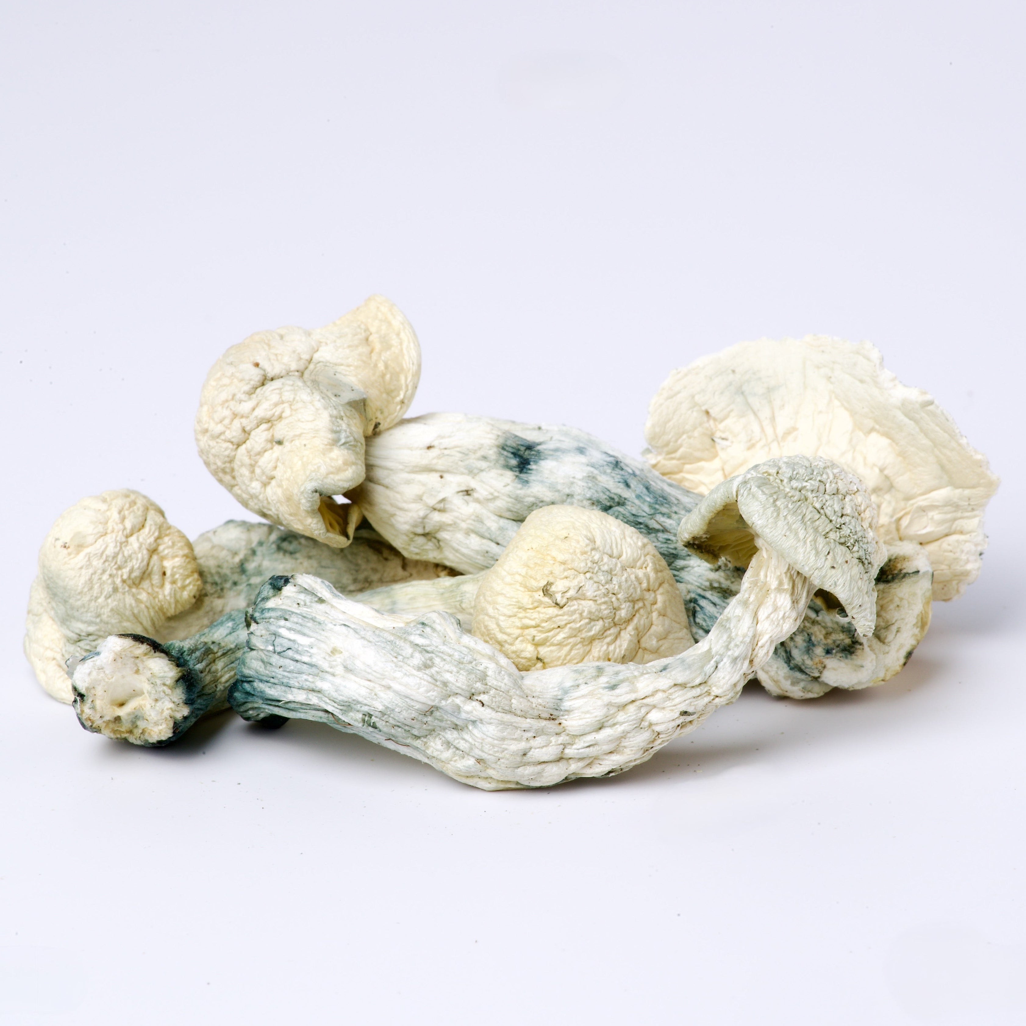 Pale Rider Magic Mushrooms