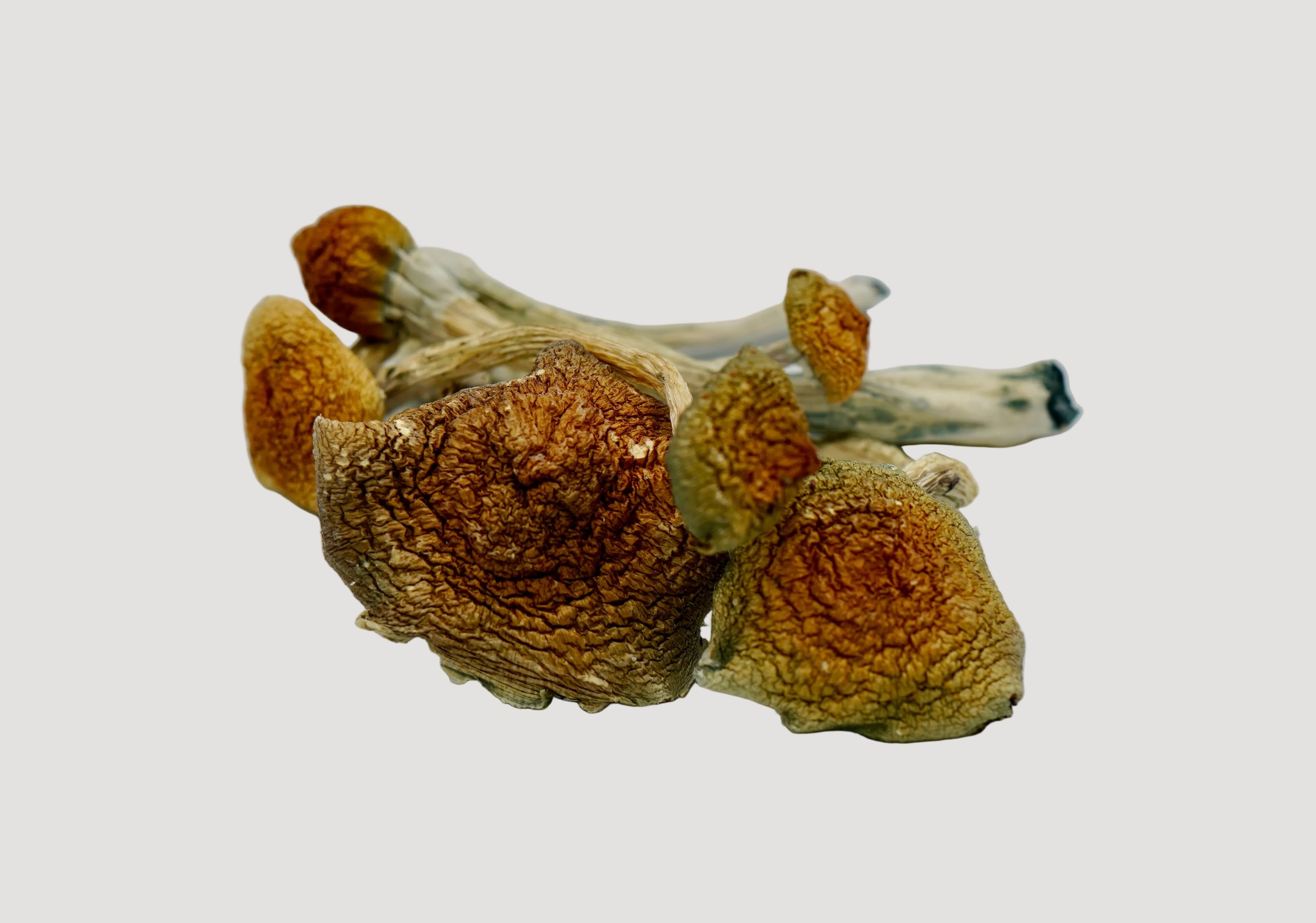 Ecuadorian Magic Mushrooms