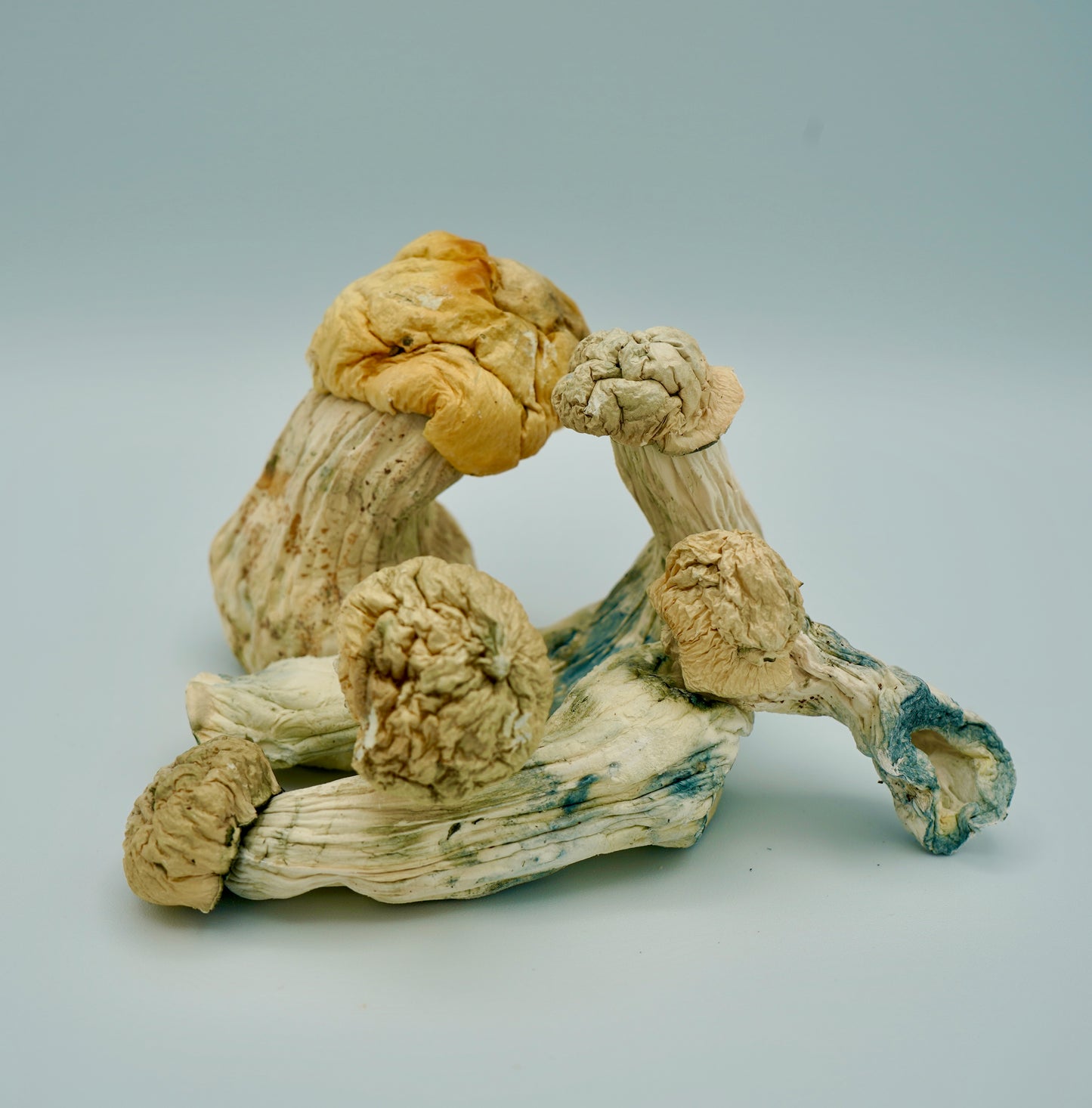 EDEN Ghost Magic Mushrooms