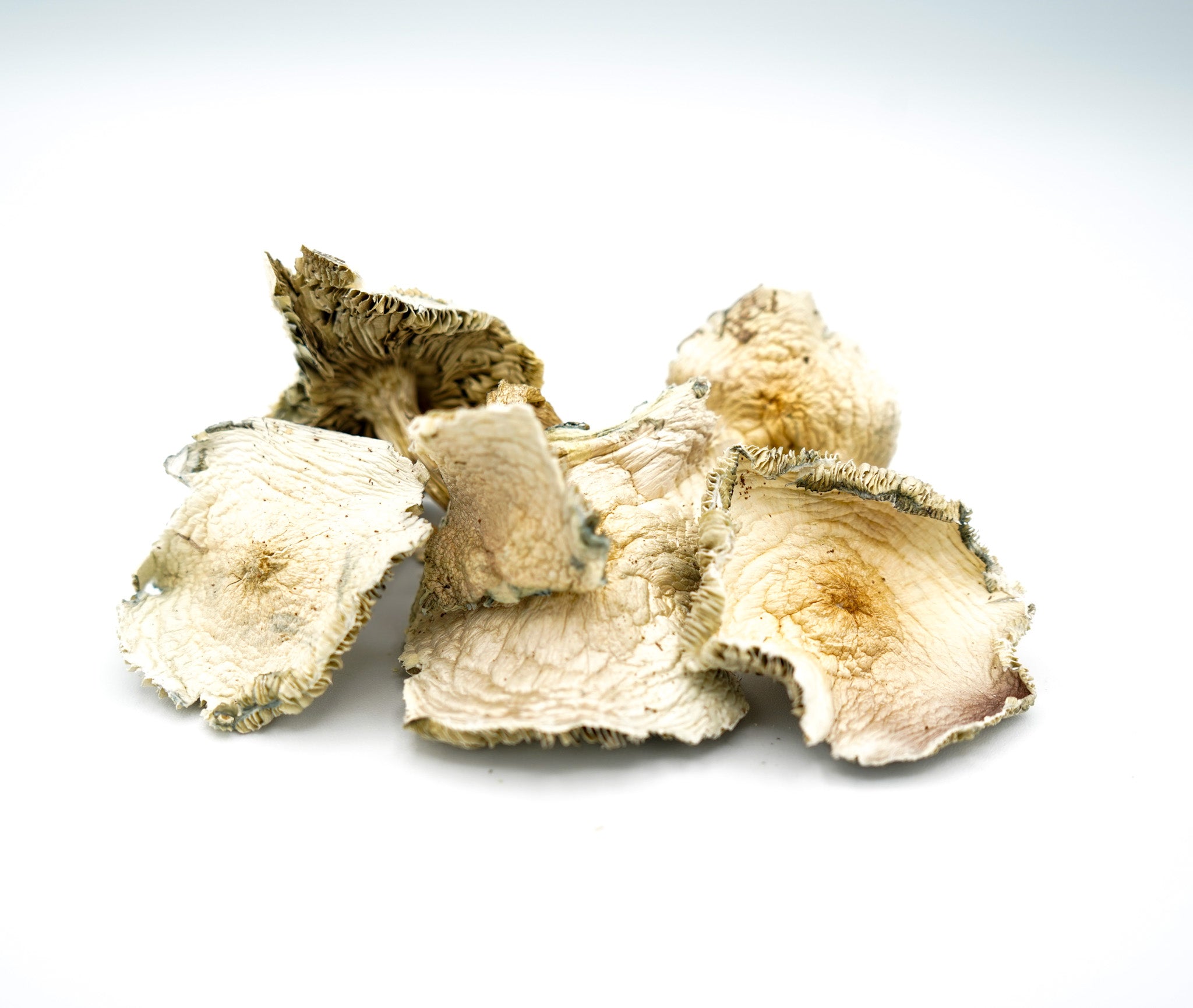 EDEN Golden Teacher Magic Mushrooms