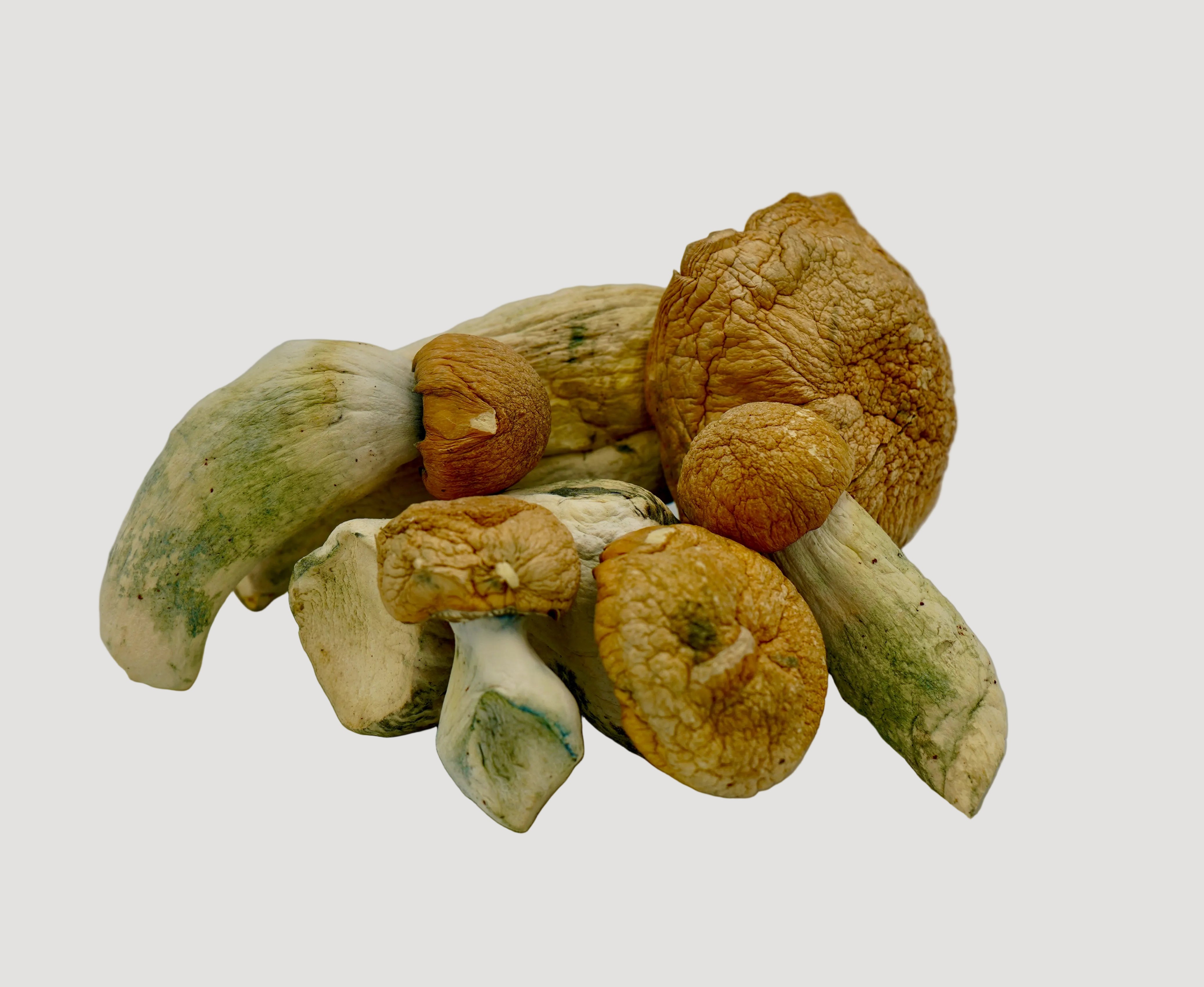 Penis Envy EXTREME Magic Mushrooms