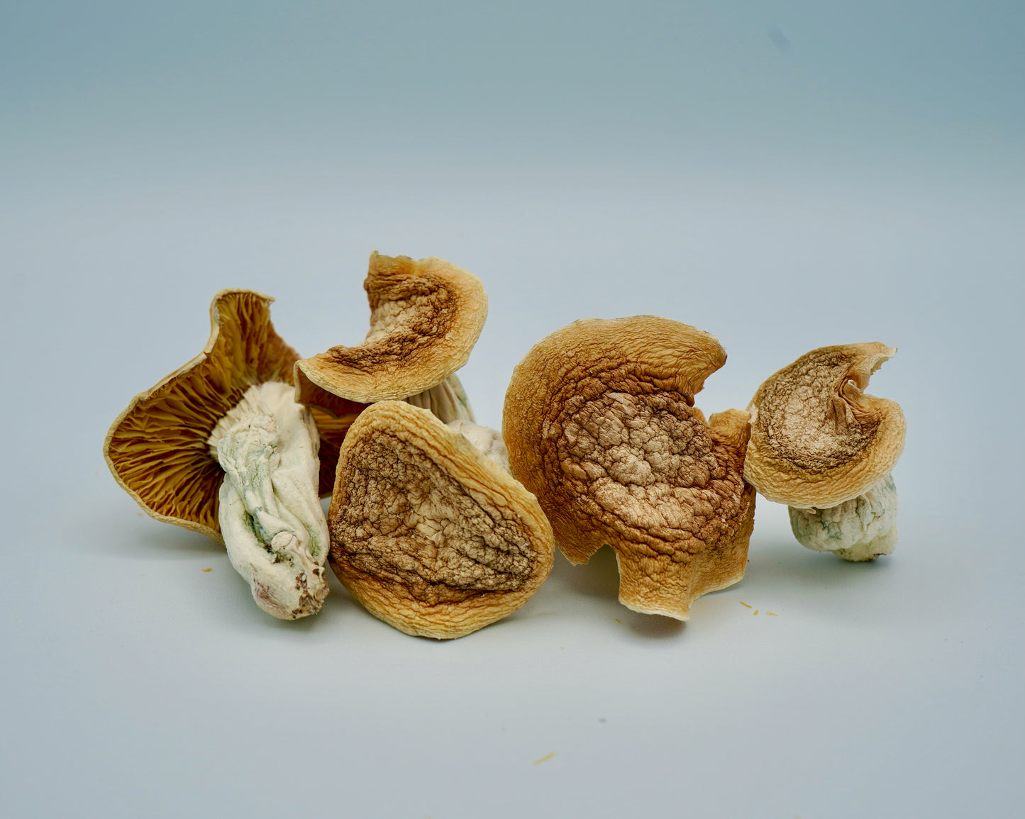 EDEN Phobos Magic Mushrooms