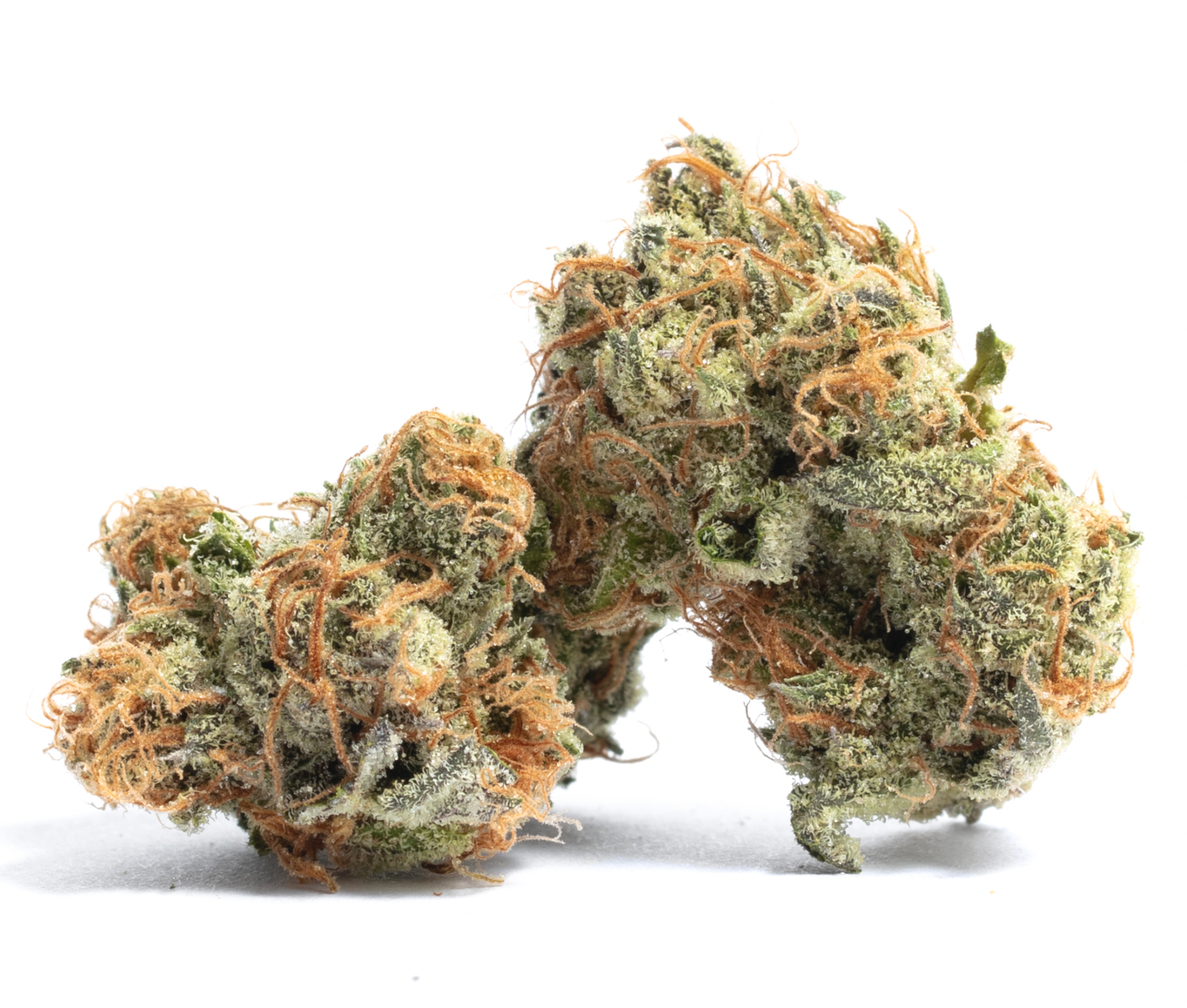 Gelato #41 Smalls | Hybrid