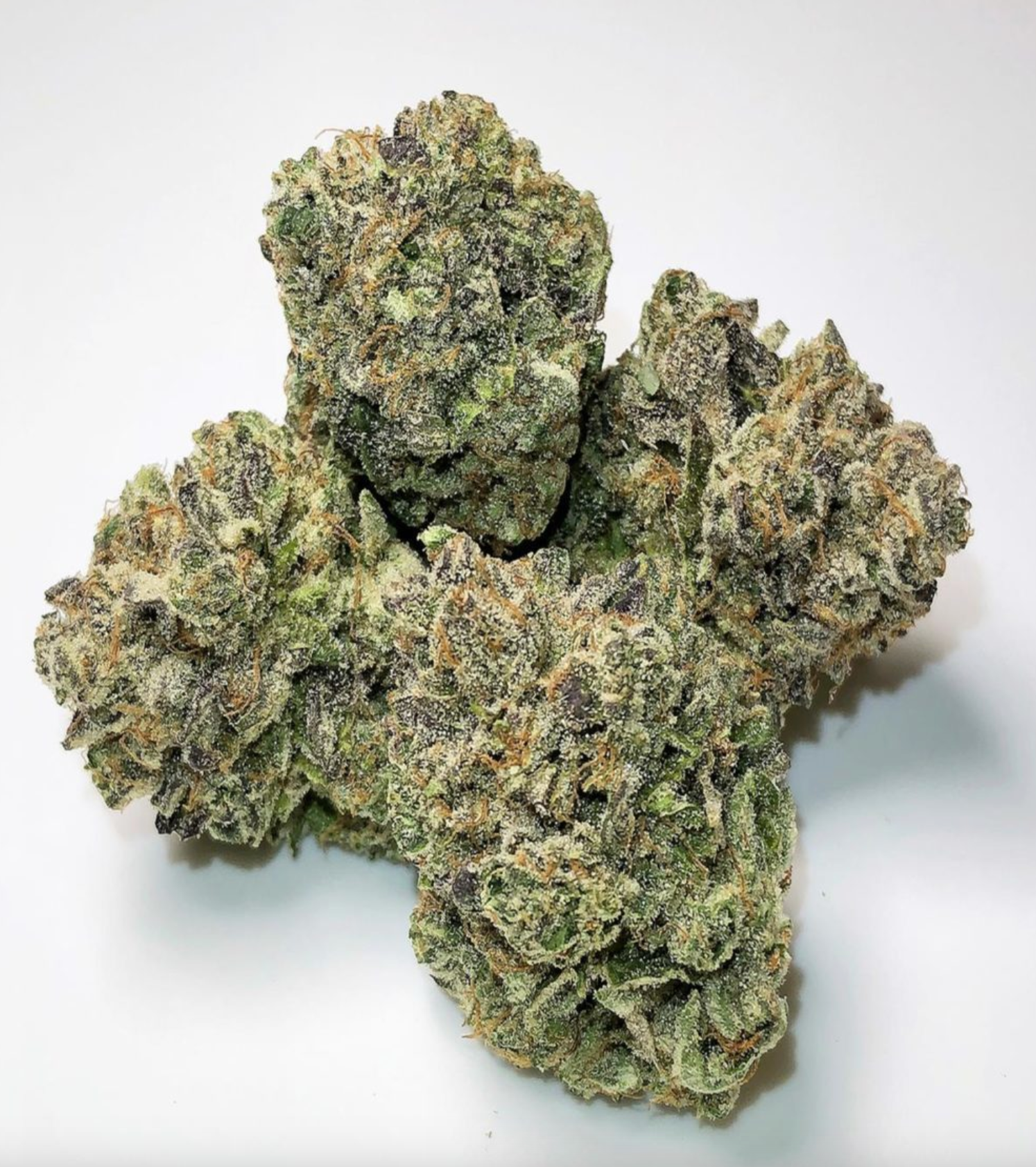 "Eden Bouquet" Smalls | Hybrid