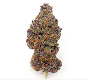 Tropicana Cherry | Hybrid