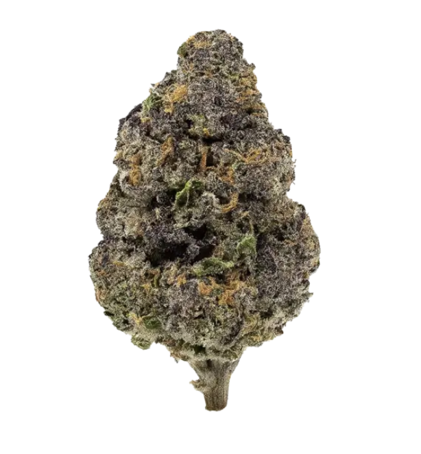 Mulberry Rose | Hybrid