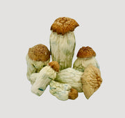 Squat Mak Magic Mushrooms