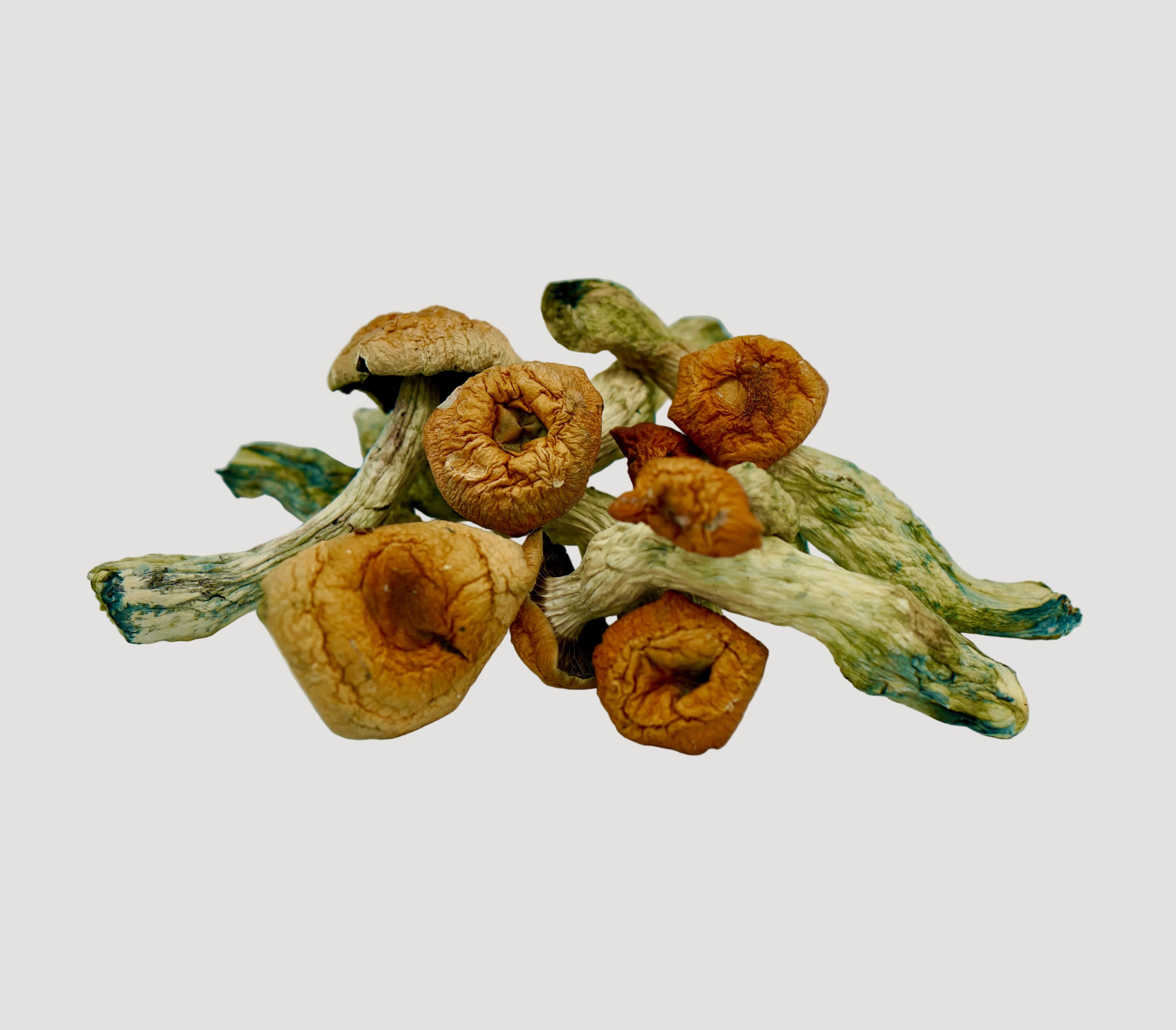 Tsunami Crest Magic Mushrooms